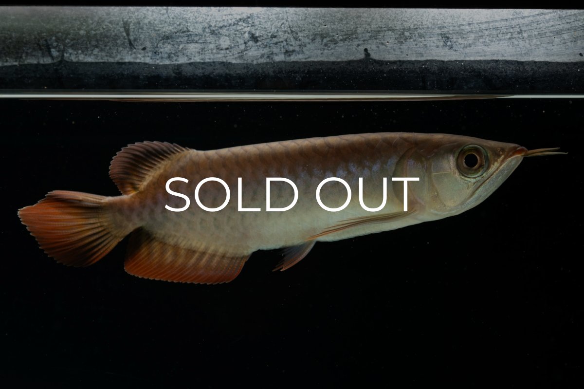 画像3: チリレッド NO.4（インドネシア産） (3)