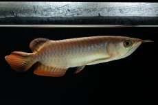 画像3: チリレッド NO.4（インドネシア産） (3)