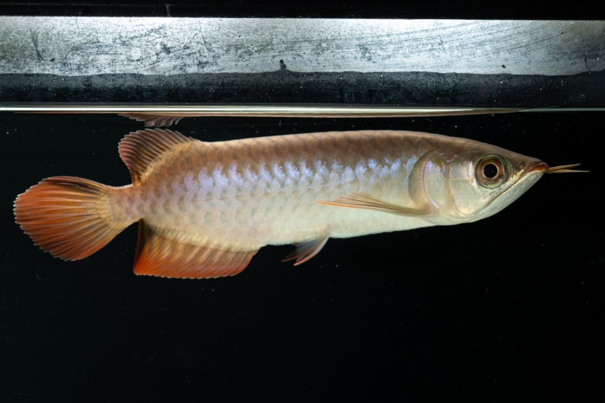 画像11: チリレッド NO.4（インドネシア産） (11)