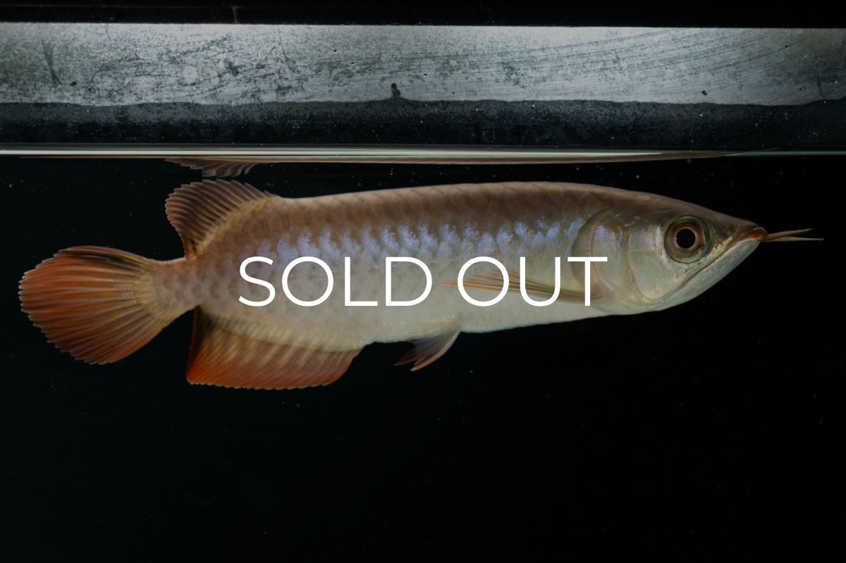 画像11: チリレッド NO.4（インドネシア産） (11)