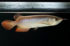 画像11: チリレッド NO.4（インドネシア産） (11)