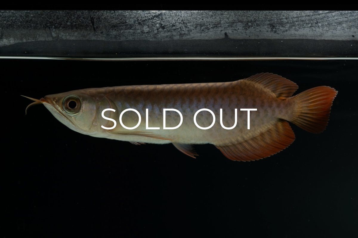 画像4: チリレッド NO.4（インドネシア産） (4)