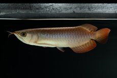 画像4: チリレッド NO.4（インドネシア産） (4)