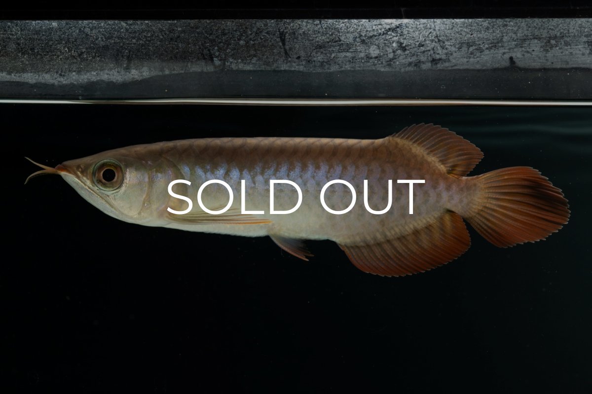 画像8: チリレッド NO.4（インドネシア産） (8)