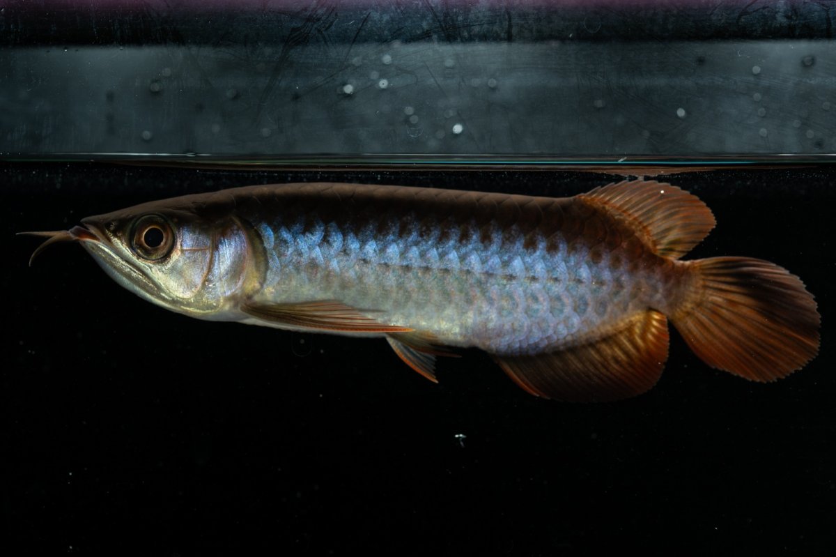 画像3: チリレッド NO.21（インドネシア産） (3)