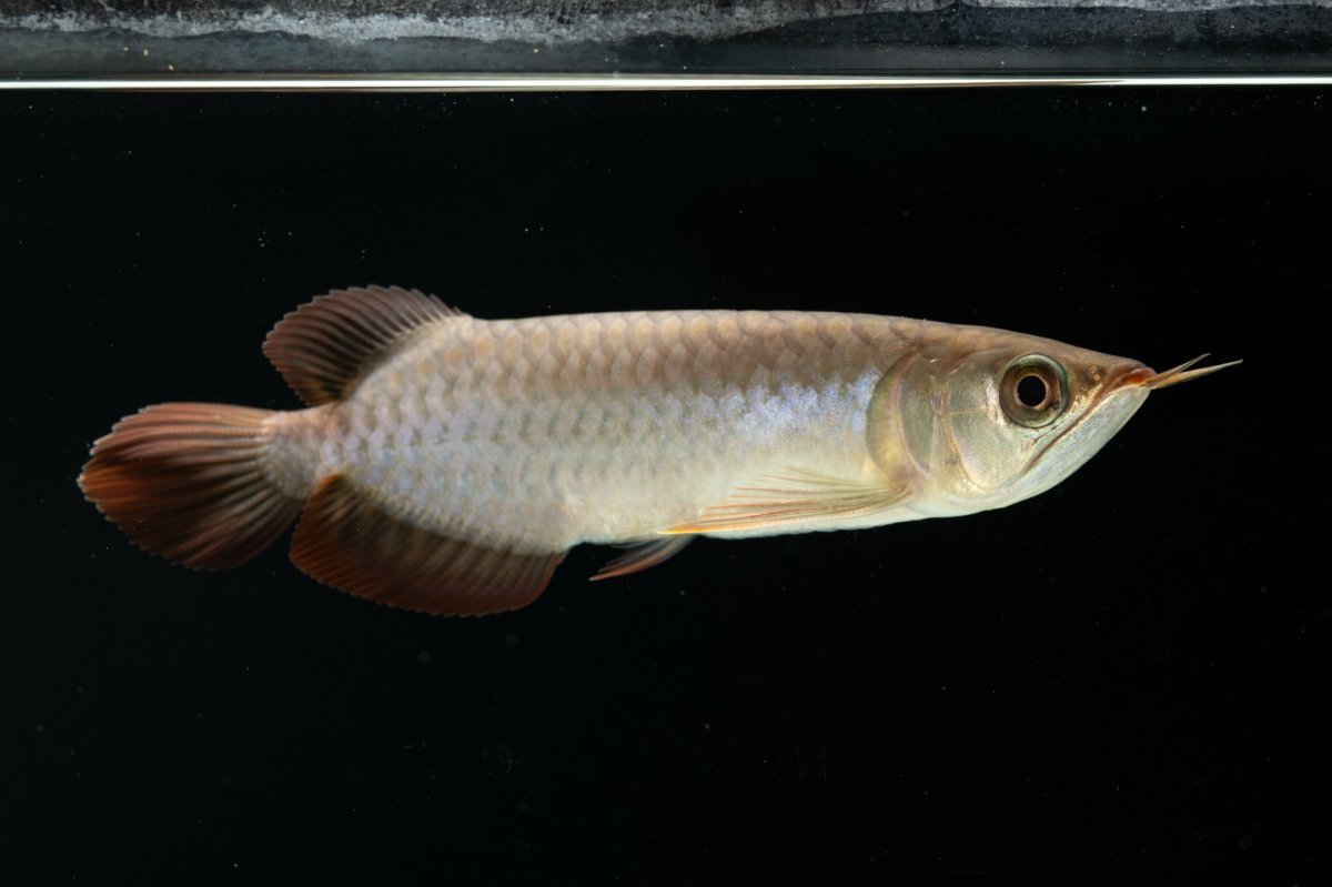 画像9: チリレッド NO.4（インドネシア産） (9)