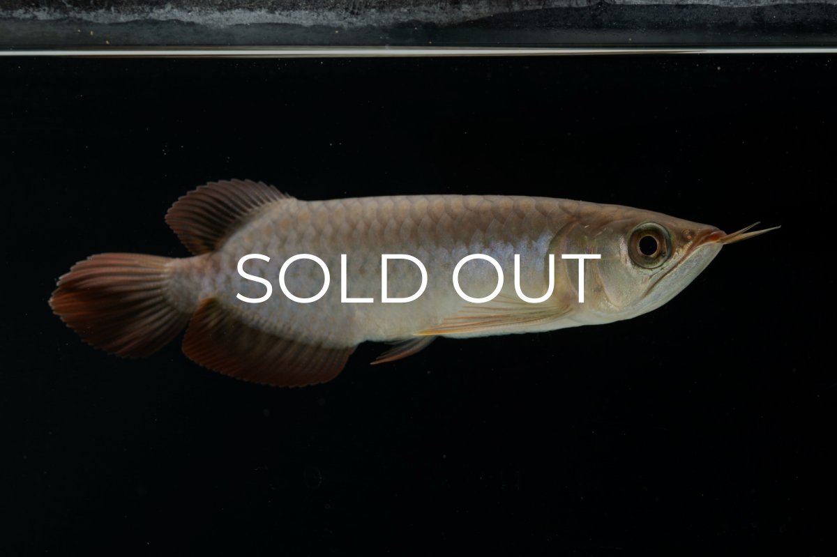 画像9: チリレッド NO.4（インドネシア産） (9)