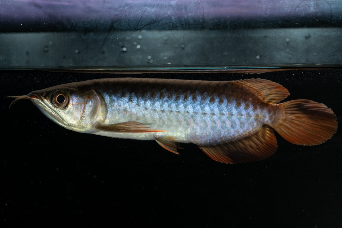 画像1: チリレッド NO.21（インドネシア産） (1)