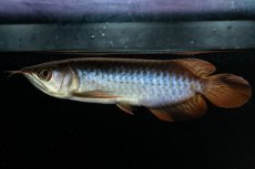 画像1: チリレッド NO.21（インドネシア産） (1)