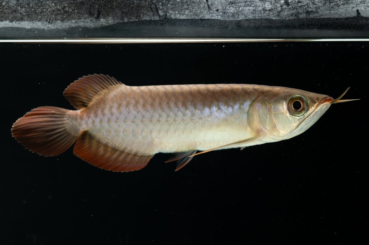 画像7: チリレッド NO.4（インドネシア産） (7)