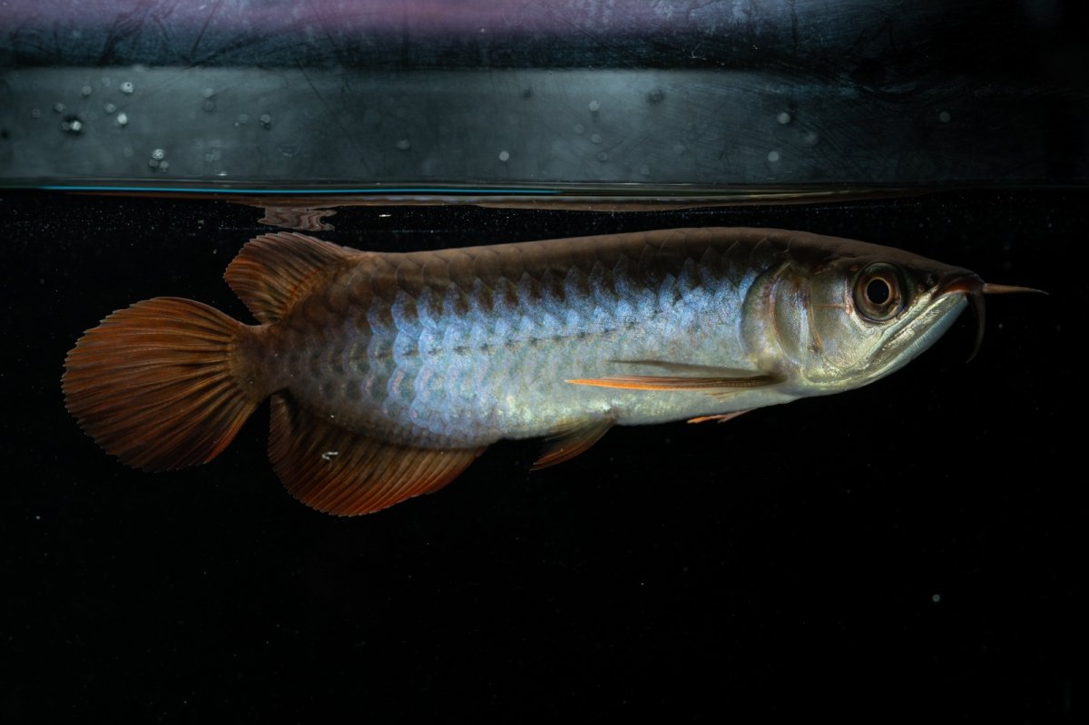 画像2: チリレッド NO.21（インドネシア産） (2)