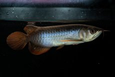 画像2: チリレッド NO.21（インドネシア産） (2)