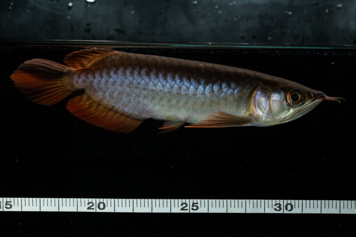 画像12: チリレッド NO.22（インドネシア産） (12)