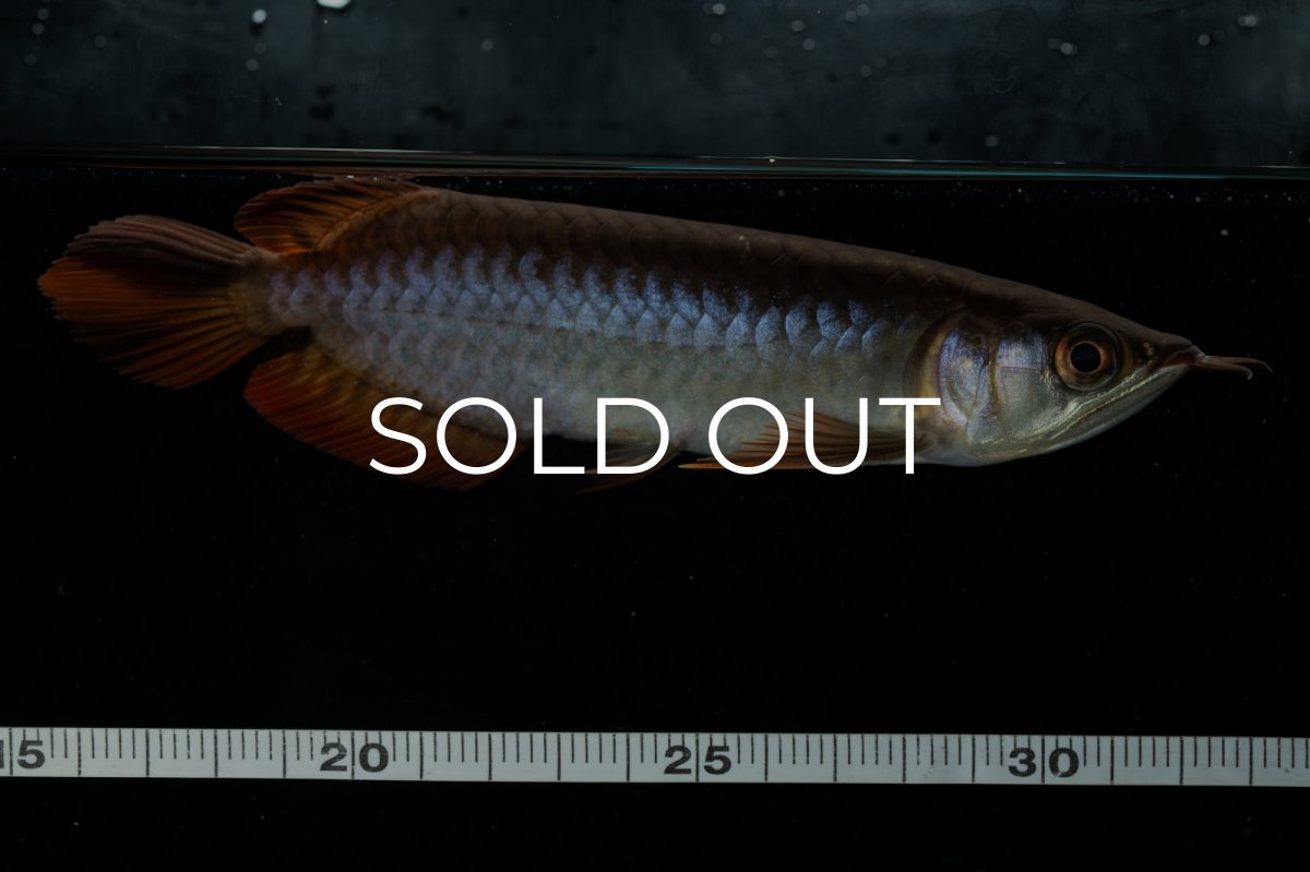 画像12: チリレッド NO.22（インドネシア産） (12)