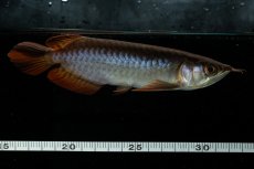 画像12: チリレッド NO.22（インドネシア産） (12)