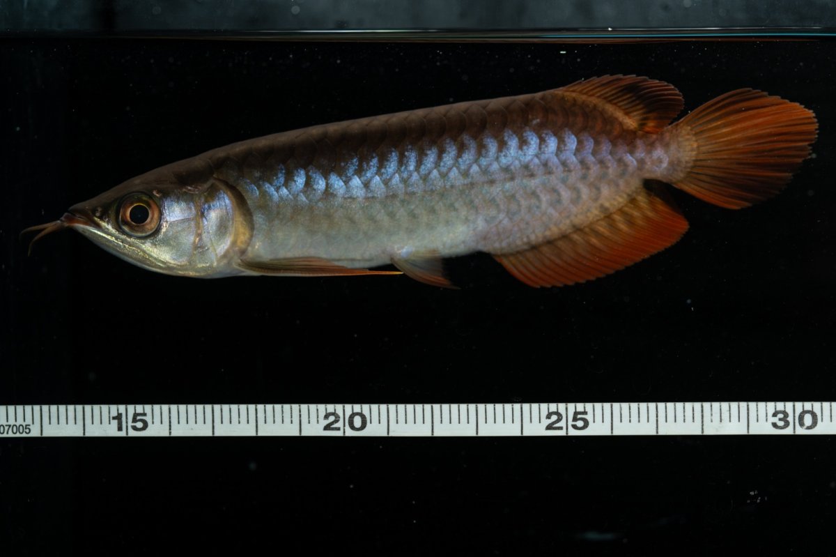 画像13: チリレッド NO.22（インドネシア産） (13)