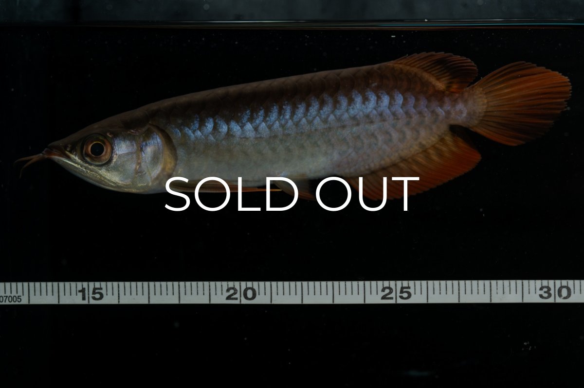 画像13: チリレッド NO.22（インドネシア産） (13)