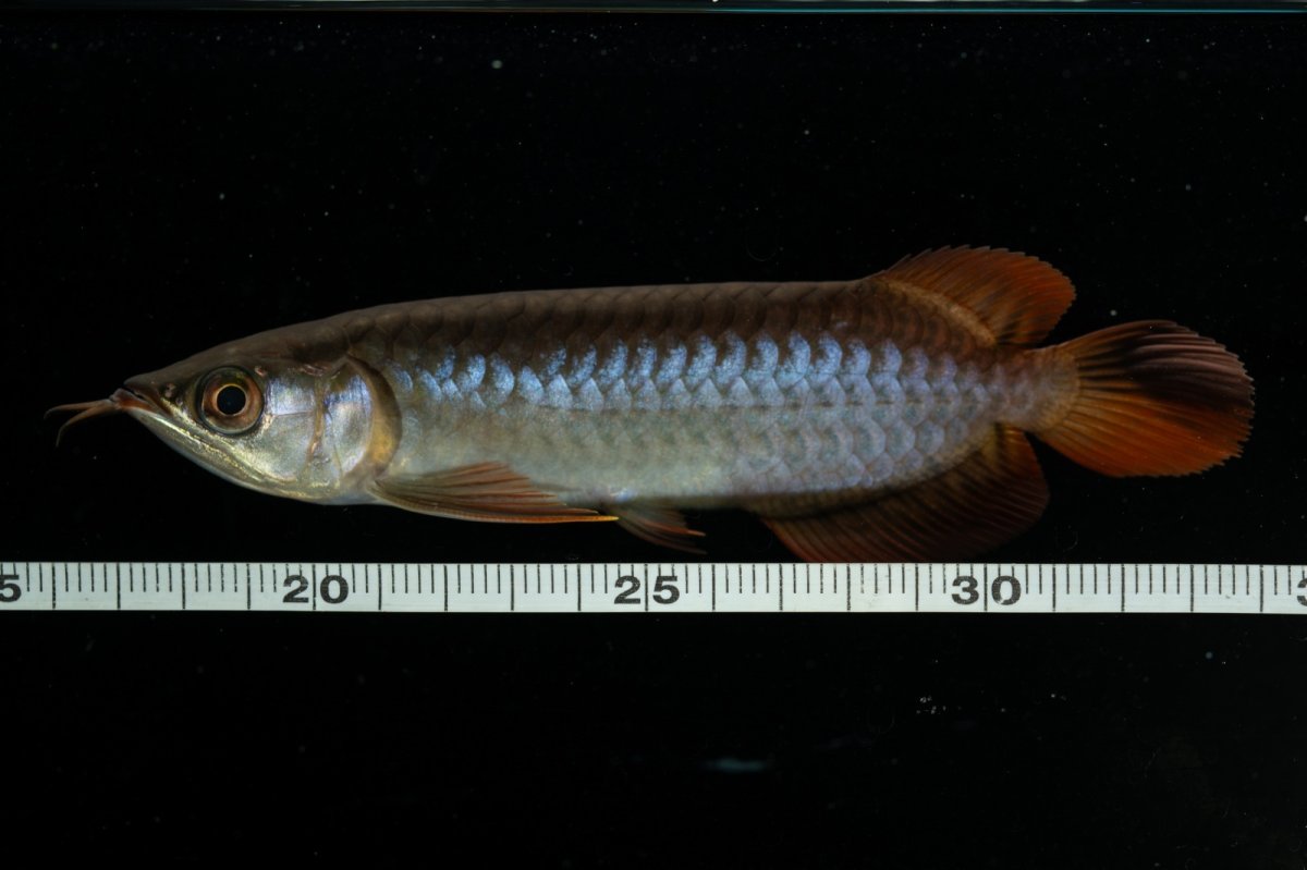 画像11: チリレッド NO.22（インドネシア産） (11)