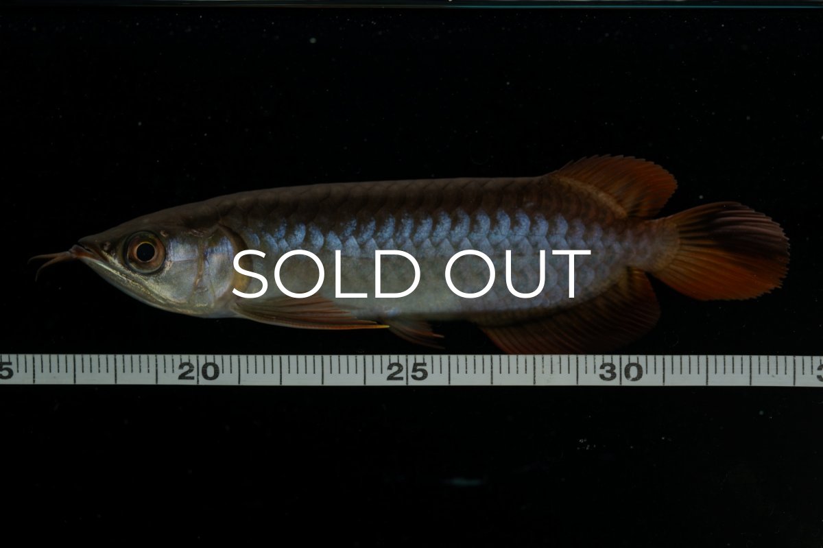 画像11: チリレッド NO.22（インドネシア産） (11)