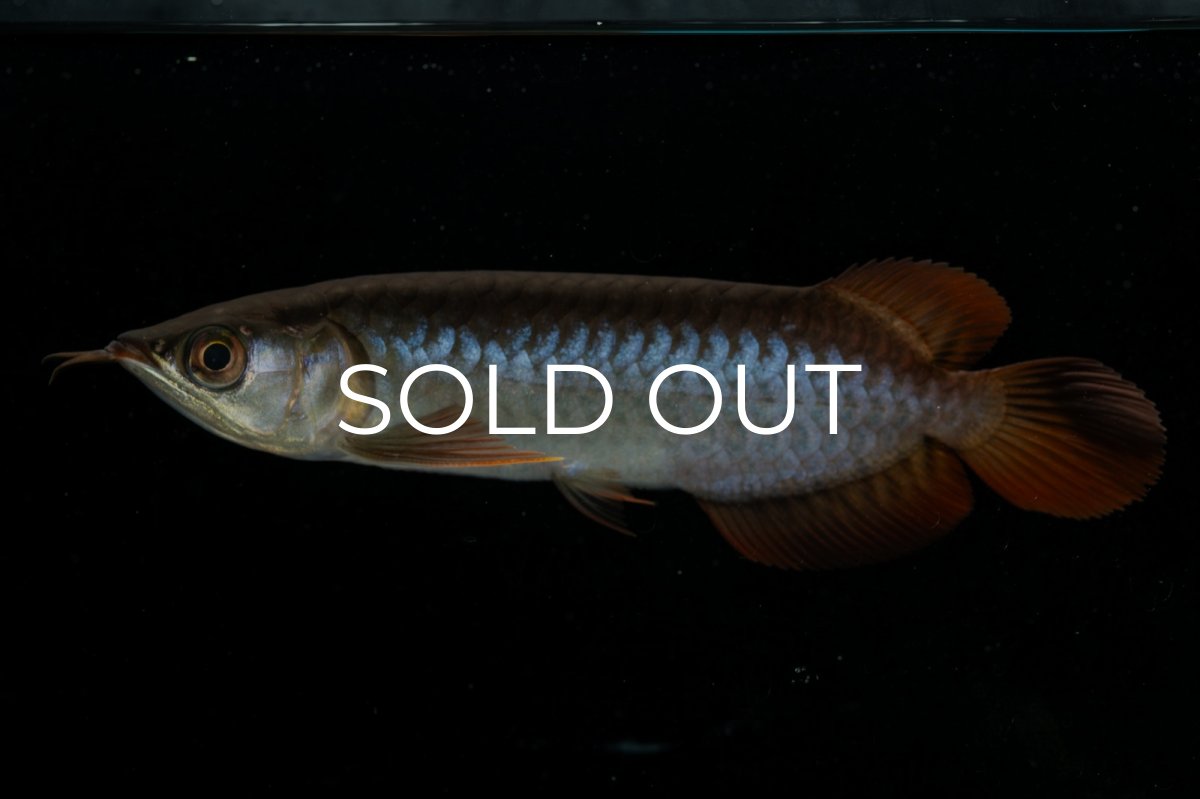 画像1: チリレッド NO.22（インドネシア産） (1)