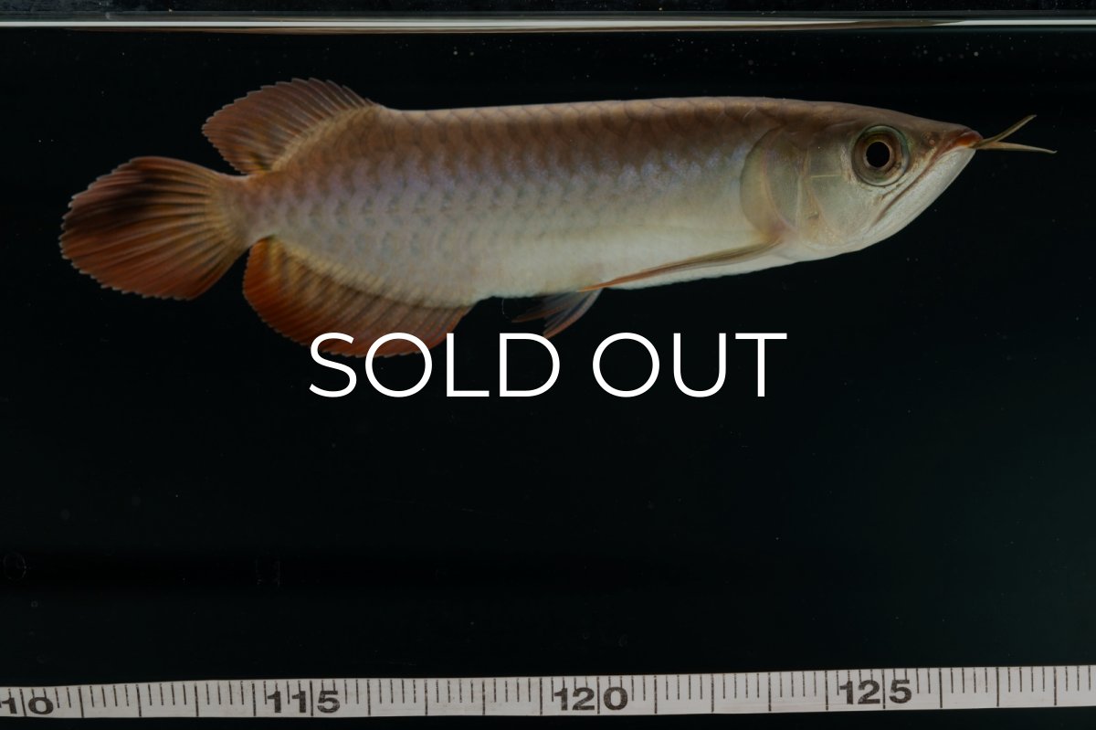 画像17: チリレッド NO.4（インドネシア産） (17)