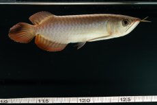 画像17: チリレッド NO.4（インドネシア産） (17)