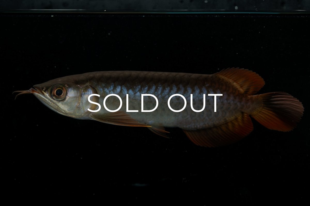 画像9: チリレッド NO.22（インドネシア産） (9)