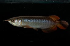 画像9: チリレッド NO.22（インドネシア産） (9)