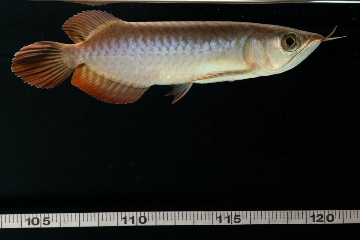 画像16: チリレッド NO.4（インドネシア産） (16)