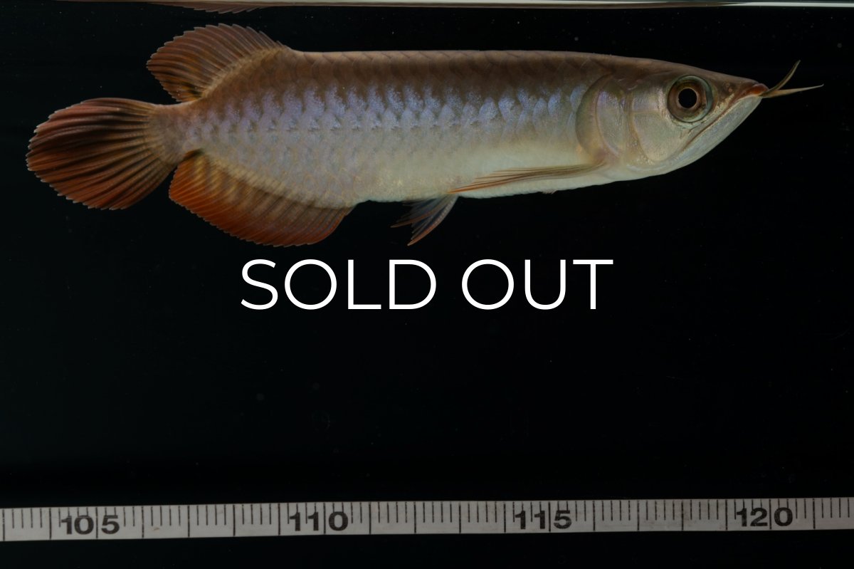 画像16: チリレッド NO.4（インドネシア産） (16)