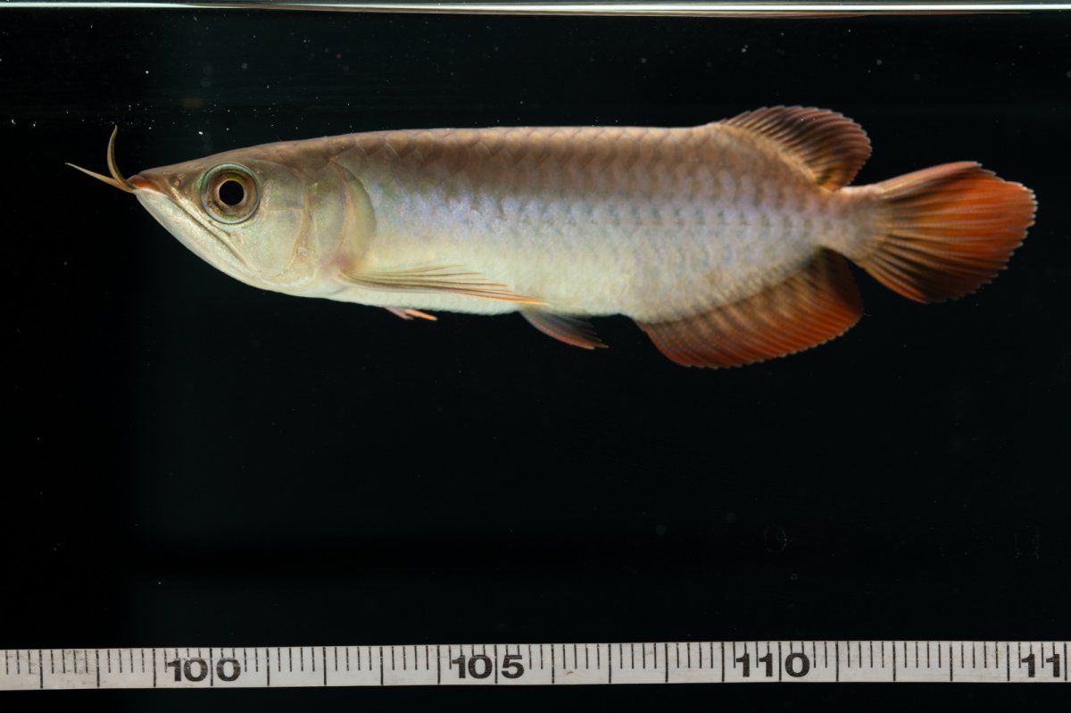 画像15: チリレッド NO.4（インドネシア産） (15)