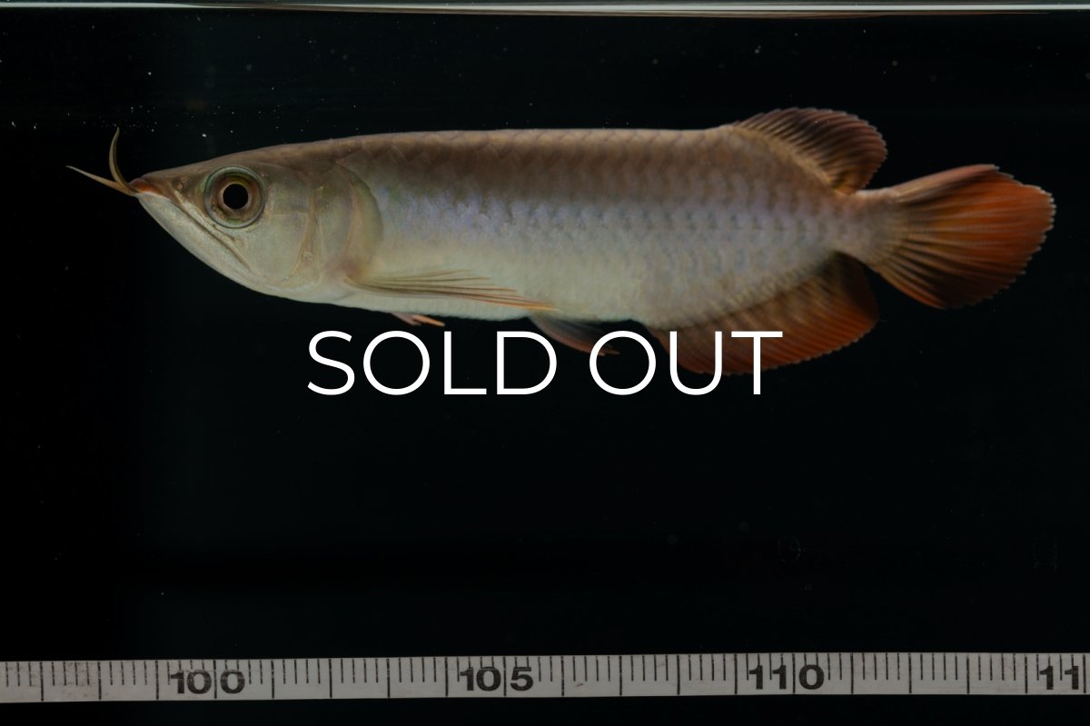 画像15: チリレッド NO.4（インドネシア産） (15)