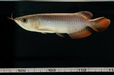 画像15: チリレッド NO.4（インドネシア産） (15)