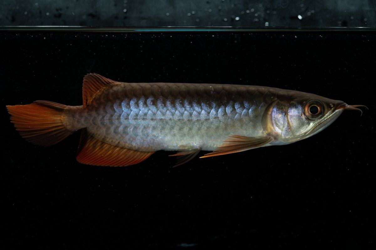 画像10: チリレッド NO.22（インドネシア産） (10)