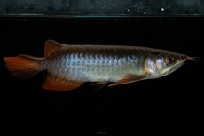 画像10: チリレッド NO.22（インドネシア産） (10)