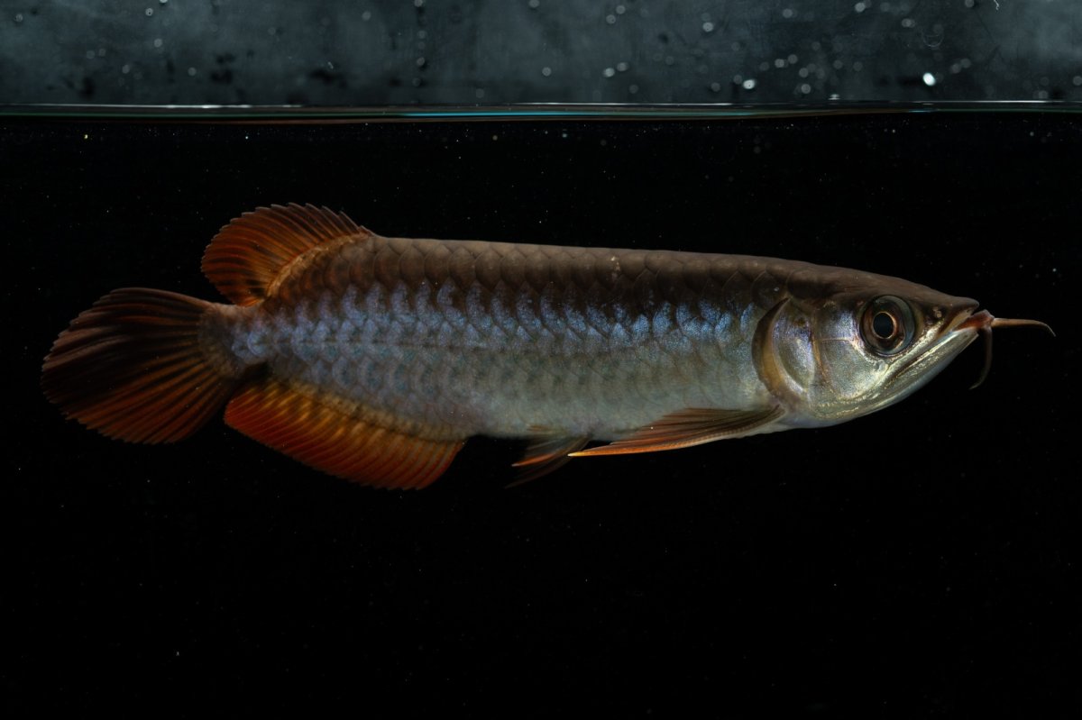 画像8: チリレッド NO.22（インドネシア産） (8)