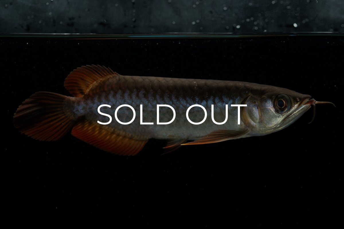 画像8: チリレッド NO.22（インドネシア産） (8)