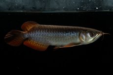 画像8: チリレッド NO.22（インドネシア産） (8)