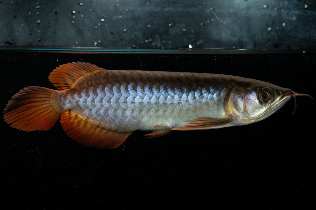 画像6: チリレッド NO.22（インドネシア産） (6)