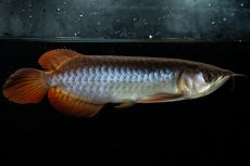 画像6: チリレッド NO.22（インドネシア産） (6)