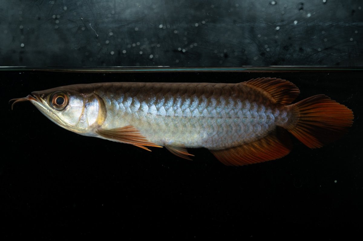 画像7: チリレッド NO.22（インドネシア産） (7)