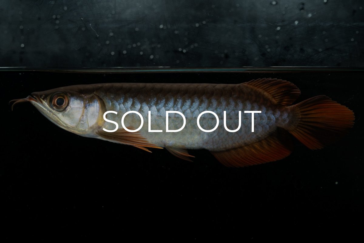 画像7: チリレッド NO.22（インドネシア産） (7)