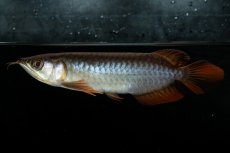 画像7: チリレッド NO.22（インドネシア産） (7)