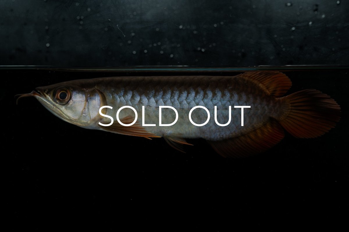 画像5: チリレッド NO.22（インドネシア産） (5)