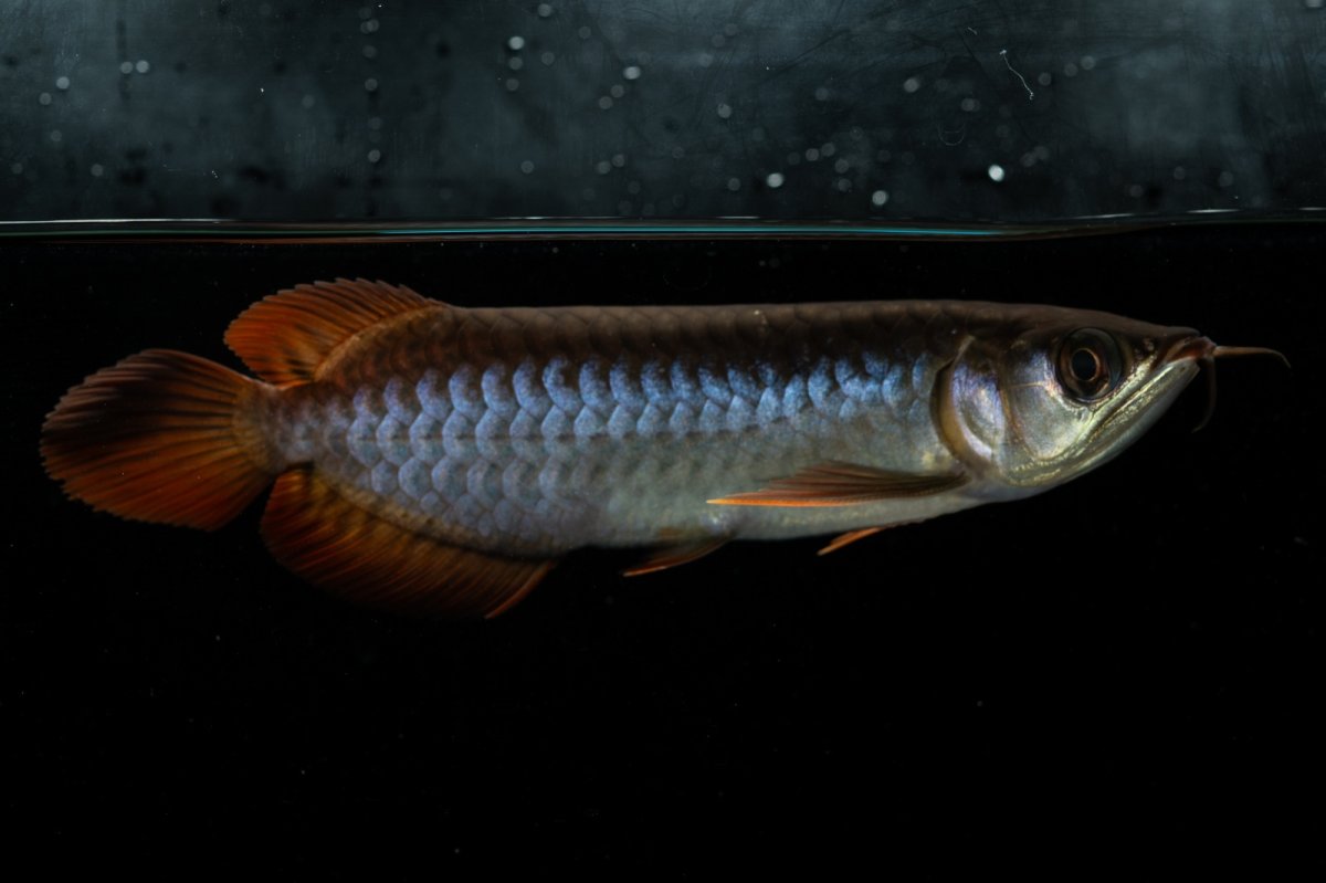 画像4: チリレッド NO.22（インドネシア産） (4)