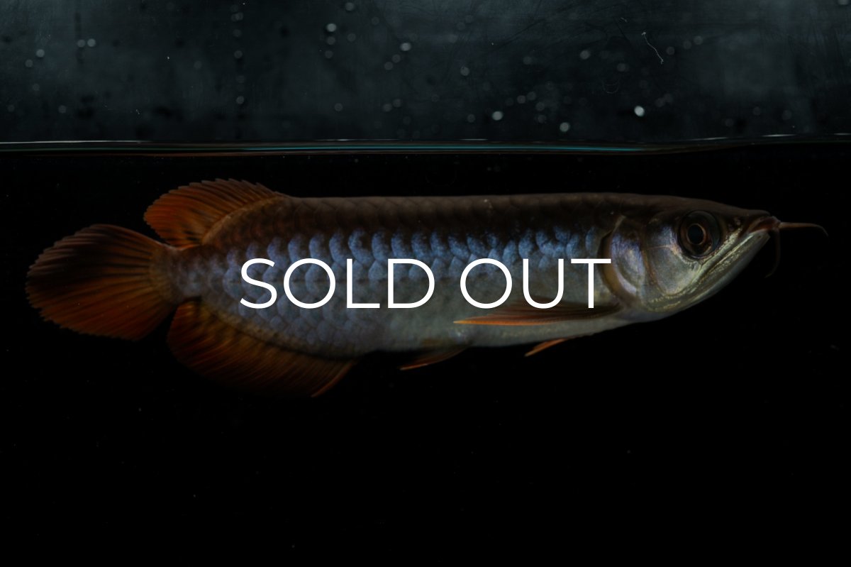 画像4: チリレッド NO.22（インドネシア産） (4)