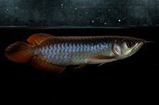 画像4: チリレッド NO.22（インドネシア産） (4)