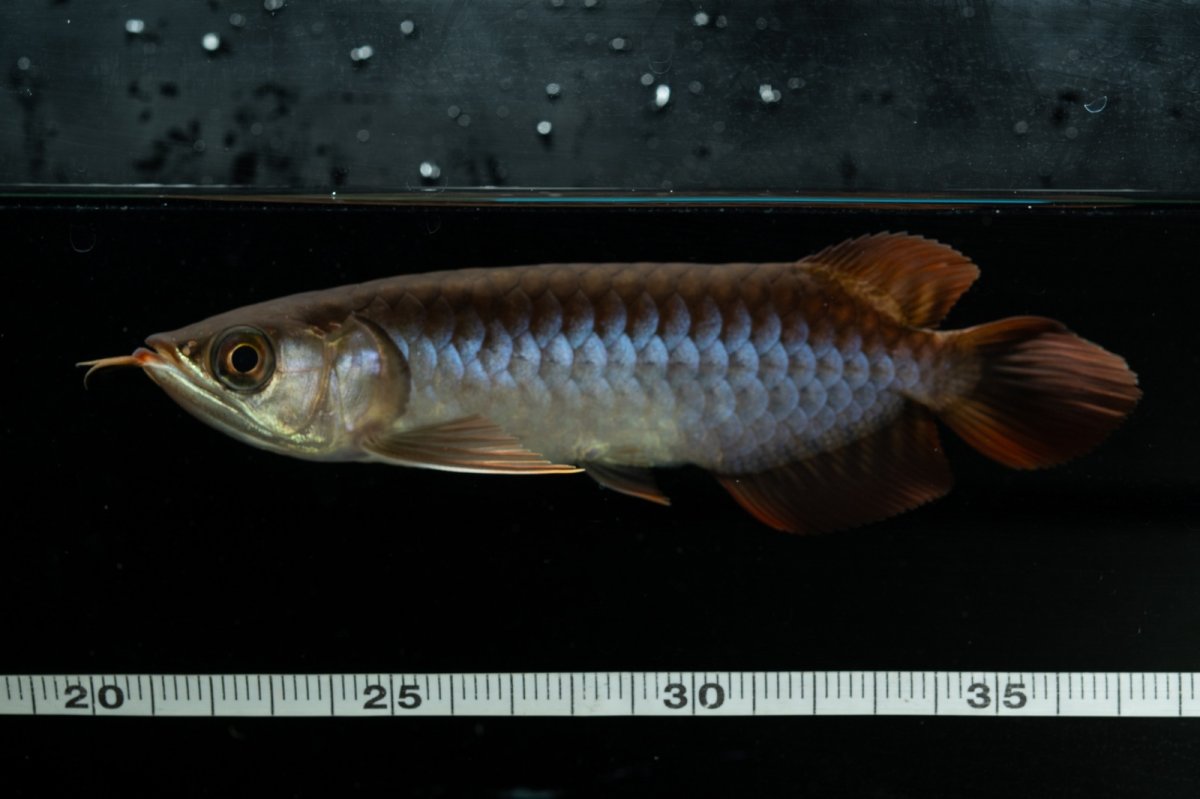 画像12: チリレッド NO.23（インドネシア産） (12)