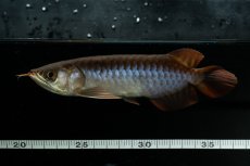 画像12: チリレッド NO.23（インドネシア産） (12)