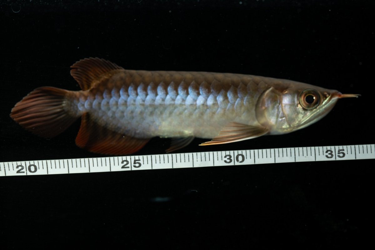 画像10: チリレッド NO.23（インドネシア産） (10)